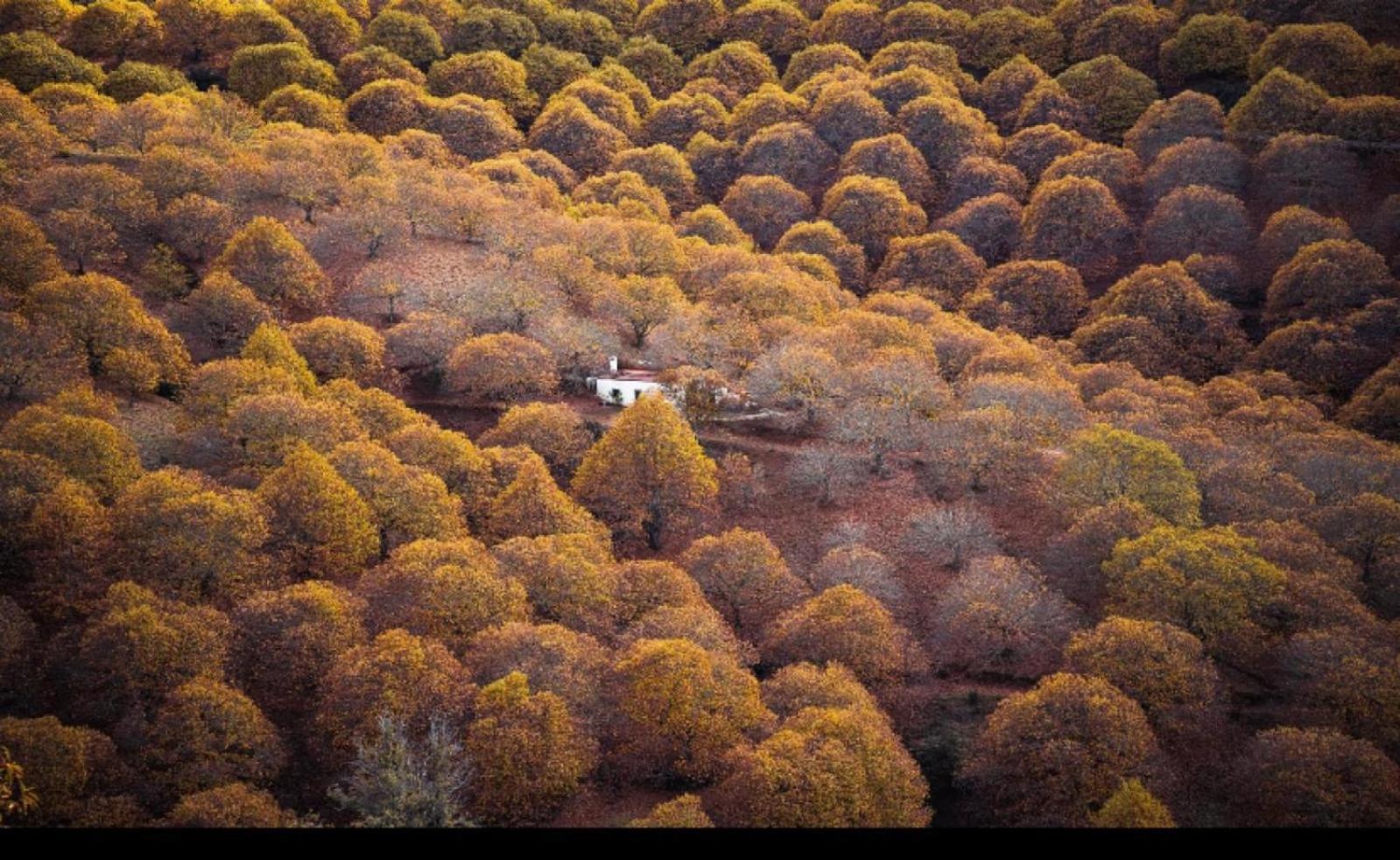 Casa Rural Los Jilgueros Pujerra ภายนอก รูปภาพ
